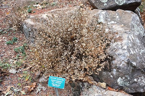 Ageratina occidentalis